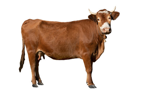 Dreamy cow isolated on white background.