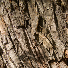 Square close-up of old brown dry tree bark. Wood pattern. Shadows and sunlight on picture. Natural Background/Textures