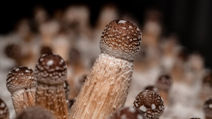 Growing Psychedelic mushrooms