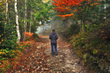 Fototapeta premium woman in the woods. tourist walking in the misty autumn forest