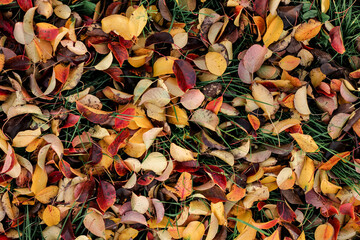 Autumn fallen bright colorful leaves. Seasonal background. The foliage of a pear tree. Selective focus.