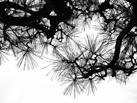 Silhouette of Japanese pine tree branch black and white