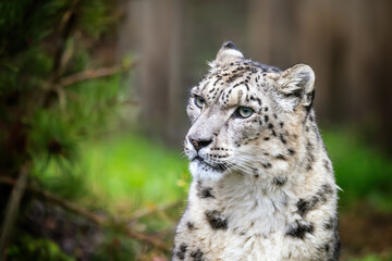 Portrait of an adult snow leopard with foliage background