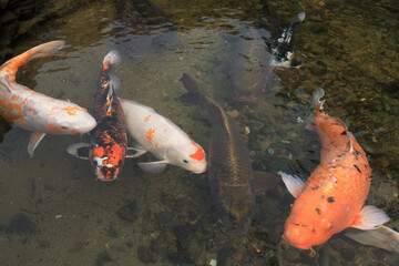 萩、藍場川の鯉