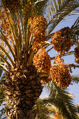Palm tree top full of bunch of orange dates. Elche, Alicante, Spain. Close up detail.