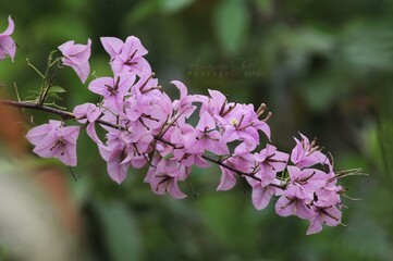 flowers in the garden