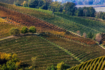 Autumnal vineyards of Roero in Piedmont, Northern Italy.