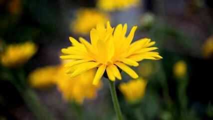 A bright yellow Calendula flower