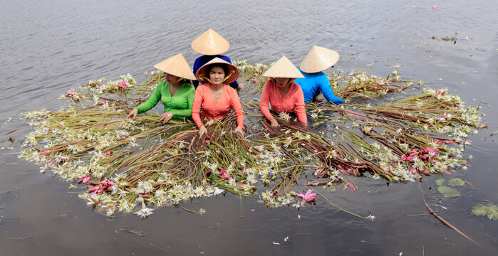 Landscape photo: girls picking lily pads (Vietnam)