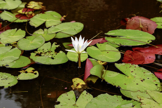 Natural photos: Water lily flowers