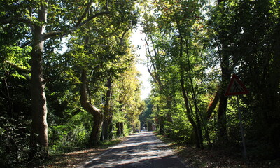 Viale alberato in autunno in una giornata di sole