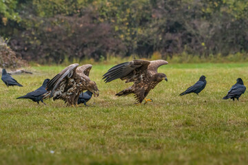 White Tailed Eagle (Haliaeetus albicilla) in flight. Also known as the ern, erne, gray eagle, Eurasian sea eagle and white-tailed sea-eagle. Wings Spread. Poland, Europe. Birds of prey.