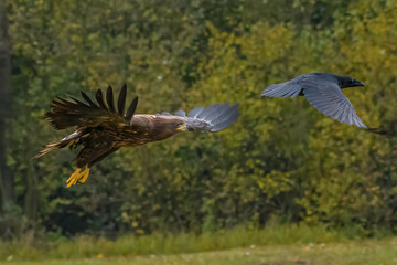Fototapeta premium White Tailed Eagle (Haliaeetus albicilla) in flight. Also known as the ern, erne, gray eagle, Eurasian sea eagle and white-tailed sea-eagle. Wings Spread. Poland, Europe. Birds of prey.