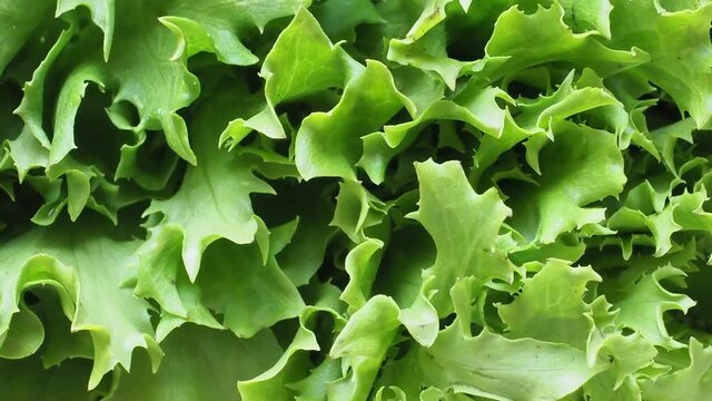 curly endive (aka frisee) salad leaves background