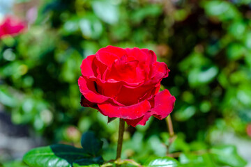 red rose blooms in summer in the city Park
