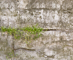 Detail photo of green grass growing on old grey grange concrete wall with holes on it for background or texture