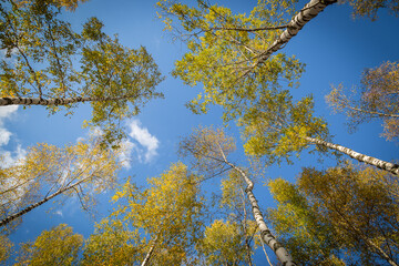 Baumkronen vor blauen Himmel