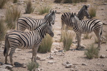 Fototapeta na wymiar Groupe de zèbres au parc national d'Etosha en Namibie.