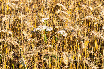 Reifes Getreide auf einem Feld in Schleswig-Holstein vor der Ernte im Herbst