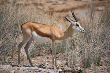 Naklejka na ściany i meble Springbok femelle au parc national d'Etosha en Namibie.