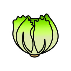 Iceberg lettuce vector icon outline style on white background