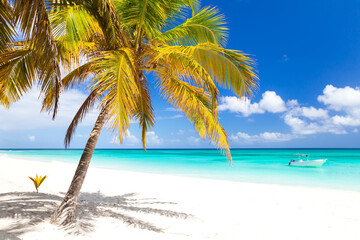 Fototapeta na wymiar Bright tropical nature with coconut palm tree