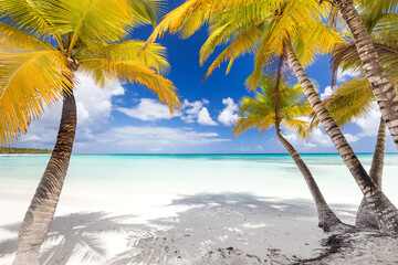 Coconut palm trees closeup on white sandy beach on caribbean island.