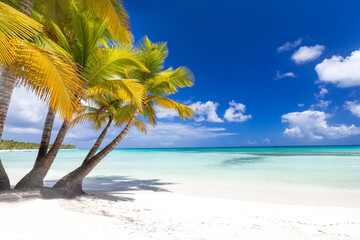 Coconut palm trees on caribbean island Saona
