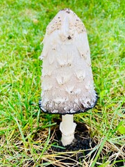 Close-up of a white poisonous mushroom.
