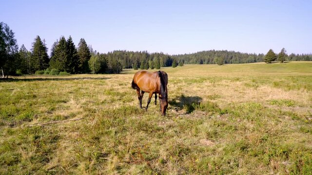 cheval for&ecirc;t montagne 4k