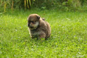 spitz puppy is on grass outdoor at sunny day
