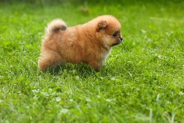 spitz puppy is on grass outdoor at sunny day