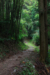 Fototapeta premium 銀の道