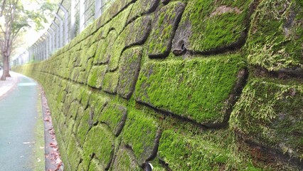 wall with ivy