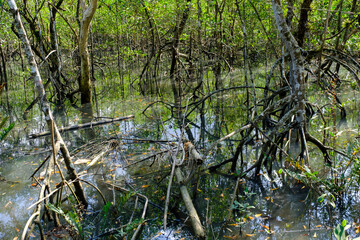 tree in the forest
