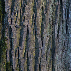 Square close-up photo of old dry green and grey tree bark. Wood pattern. Natural Background/Textures