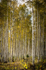Herbstlicher Birkenwald in Schweden