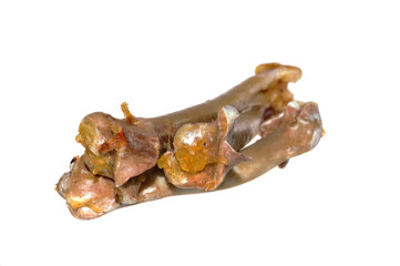 chicken bones isolated on white background