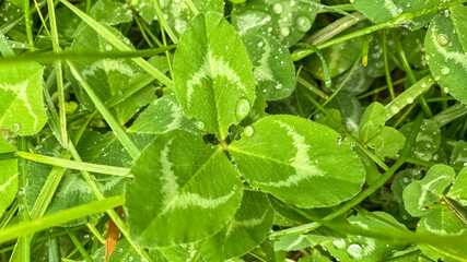 Water drops on green leaves of meadow clover. Dew after rain