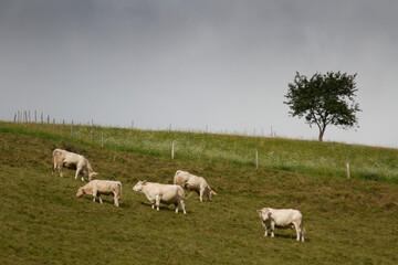 Cows on a field in Alsace France