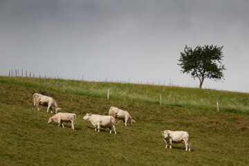 Fototapeta na wymiar Cows on a field in Alsace France