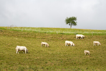 Fototapeta na wymiar Cows on a field in Alsace France
