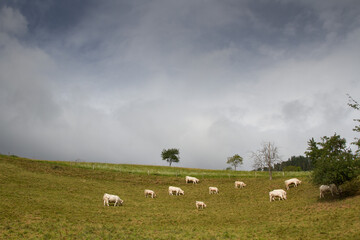 Obraz premium Cows on a field in Alsace France