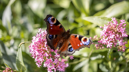 A Peacock Butterfly resting on a pink flower