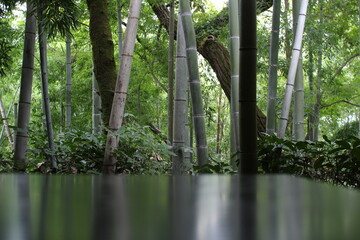 反射する竹林