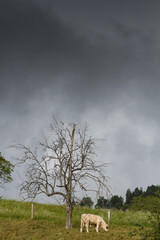 Cows on a field in Alsace France