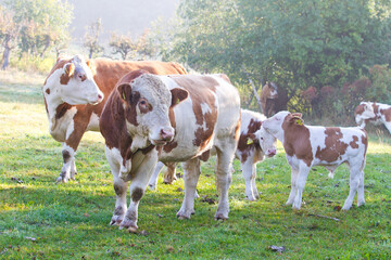 Cows on a field in Denmark Scandinavia