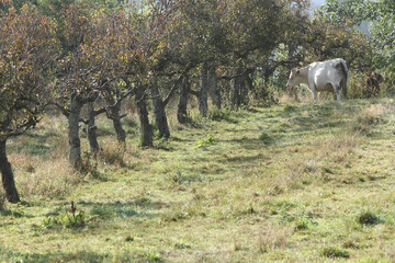 Cows on a field in Denmark Scandinavia