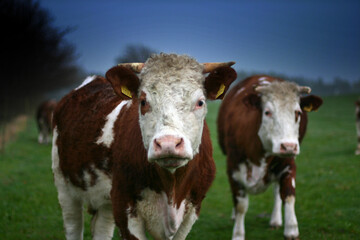 Cows on a field in Denmark Scandinavia