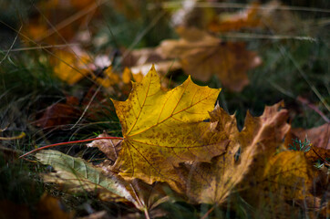 yellow maple leaf lying on the grass